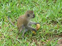 Kenya 126